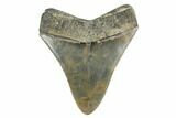 Serrated, Fossil Megalodon Tooth - South Carolina #170400-1